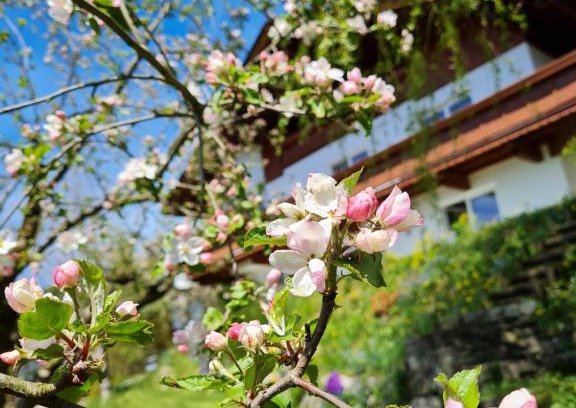 Niederndorf Apartment | Appartement Mountains and More