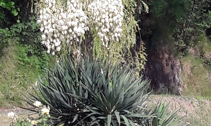 Beverino Bed & Breakfast | B&B Oasi Verde