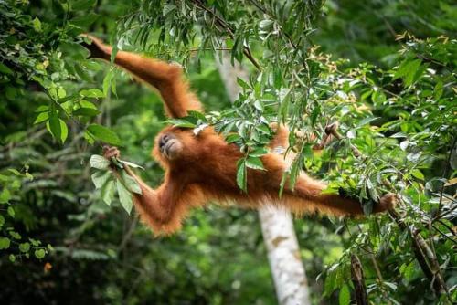 Bukit Lawang House | Backpacker Lodge