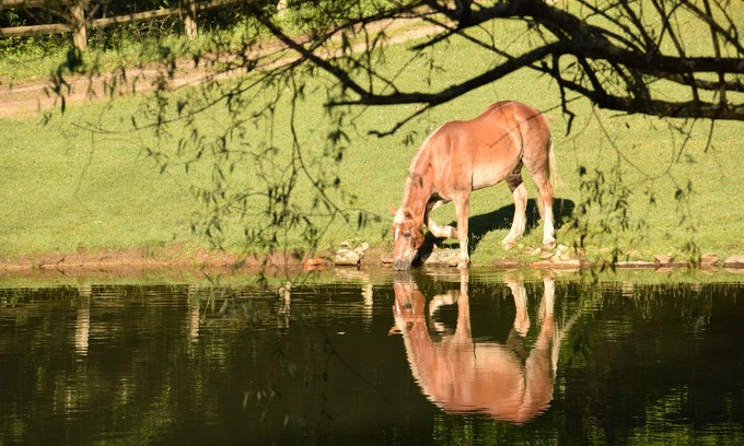Brevard Cabin | Beautiful Equestrian Estate - Rated 'Exceptional' since 2014