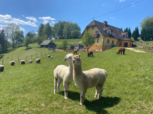 Sankt Jakob im Walde Apartment | Biohof Kroisleitner Ferienwohnung Rundumblick