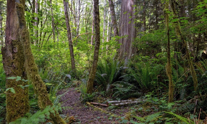 Snohomish House | Birds' Nest View: 2 bedroom home apartment with forested walking paths