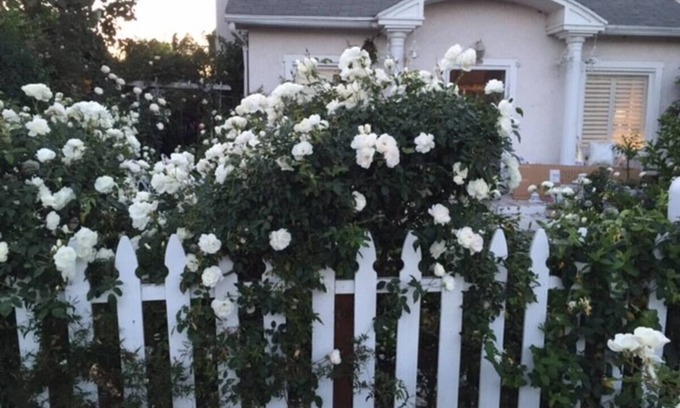 Venice House | California Dreaming! Elegant White Cottage, Venice Beach Happy holidays here!
