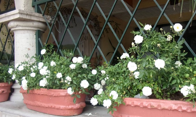 Ajijic Bed & Breakfast | Casita Montana Hotel and Suites