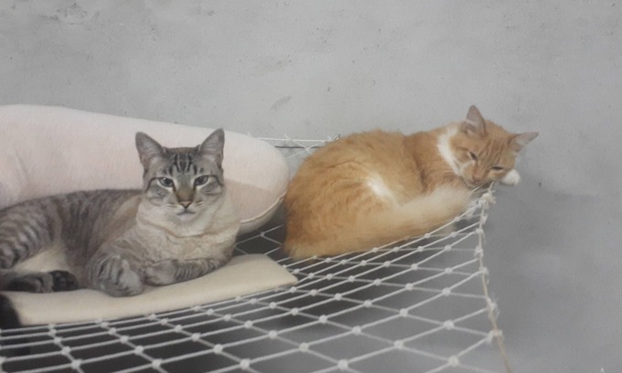Jarinu House | Cat boarding 🐱 🐱 🐱 are you going to travel, leave your little friend here and have fun