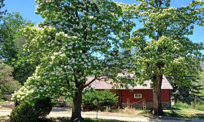 Paonia Cottage | Catalpa Cottage is named after the giant Catalpa trees surrounding the cottage ~