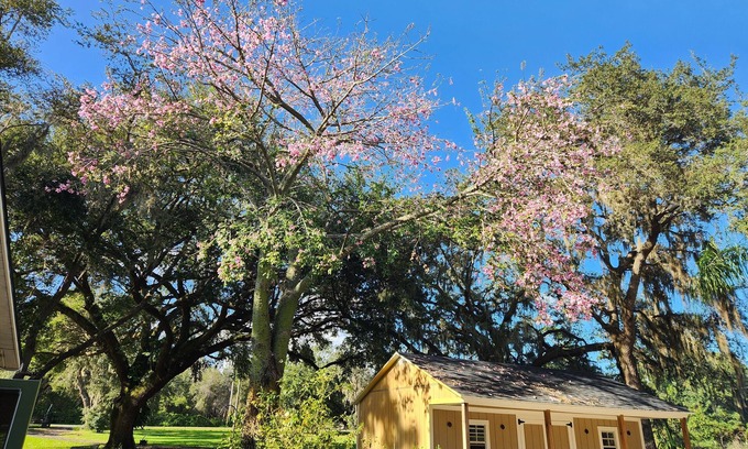 Kissimmee House | Charming 4-bedroom house with AC and WiFi near Orlando airport and lake nona