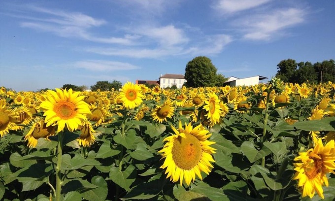 Haute-Saintonge House | Chez Eaux de Vie - Beautiful newly converted barn for 4 - overlooking vineyards!