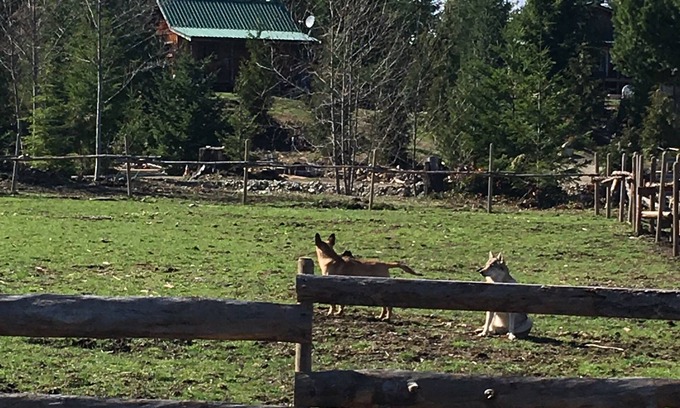 Shawnigan Lake Bed & Breakfast | Cozy Cabin on a small Off Grid Homestead