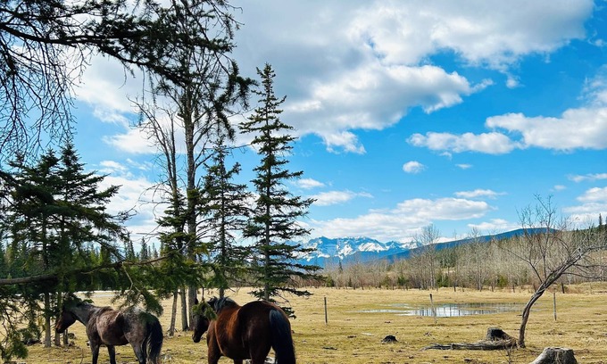 Division No. 14 Cabin | Cozy rustic cabin only 45 minutes from Jasper! Pet friendly.