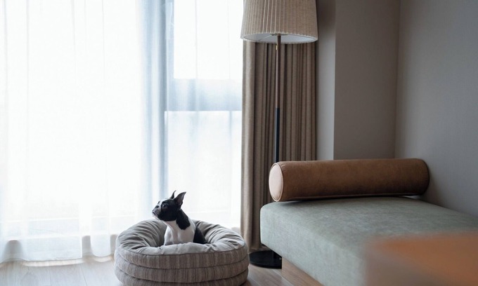 Manazuru Hotel | Dog room with ocean view Dinner and breakfast fe/Ashigarashimo-gun Kanagawa