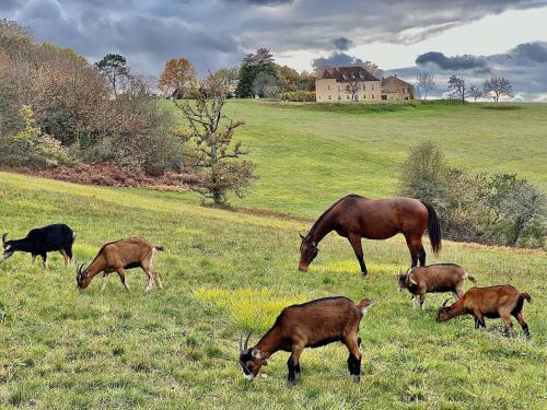 Saint-Cyprien House | Domaine de Cazal - Gîte 2 pers avec piscine au cœur de 26 hectares de nature préservée