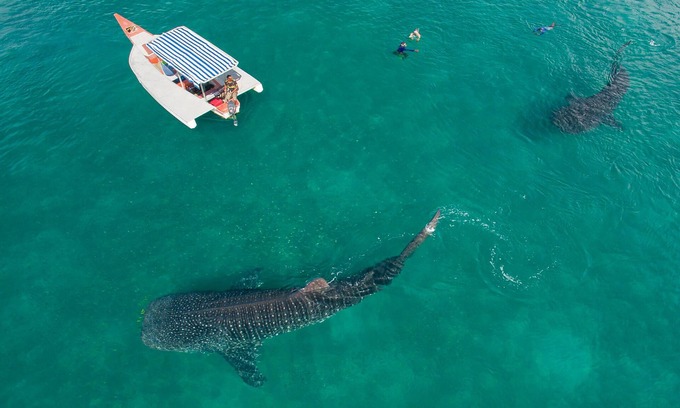 Mafia Island Bed & Breakfast | Dream,Explore,Discover mafia island home to whalesharks