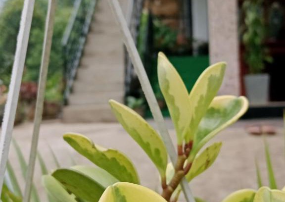 Ambagollapathana House | Ella glory inn