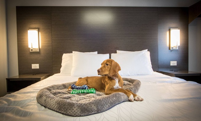 Henderson Hotel | Envi Boutique Hotel Henderson-Evansville South