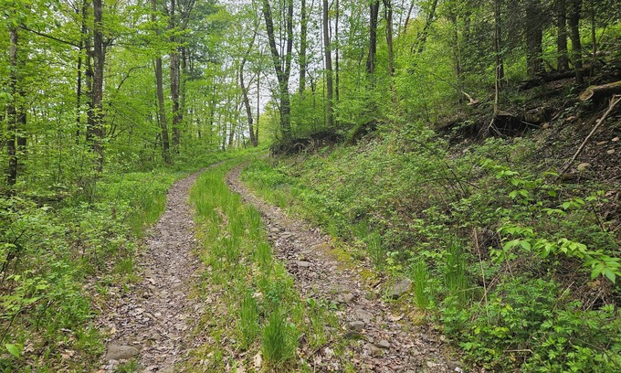 Delancey RV Rental | Family and pet friendly campsite.nCamp by a brook in a serene mountain setting
