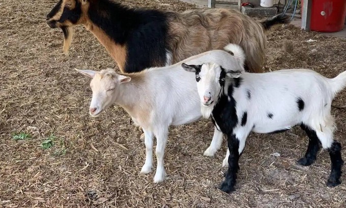 Putnam Hall Other | FARM Stay Luxury Animal Experience