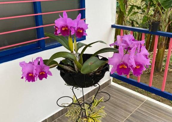 Calarca House | Finca TURISTICA EL JAZMIN