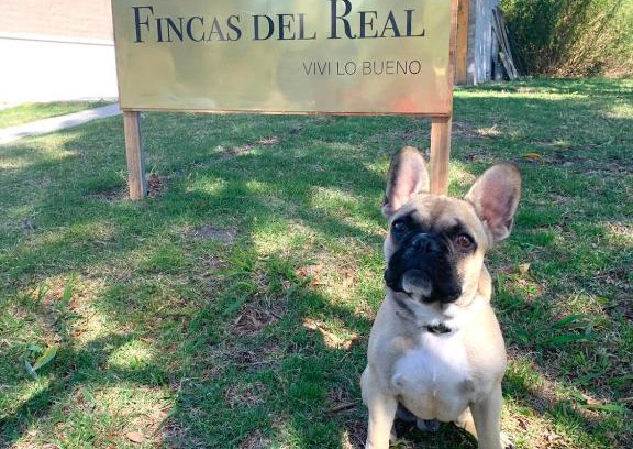 Real de San Carlos House | Fincas del Real