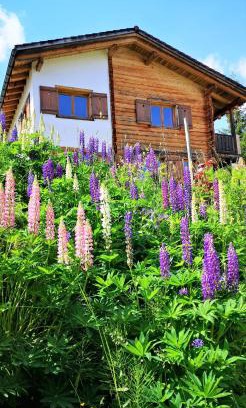 Affeier House | grosses Ferienhaus mit Sauna im Skigeb. Obersaxen