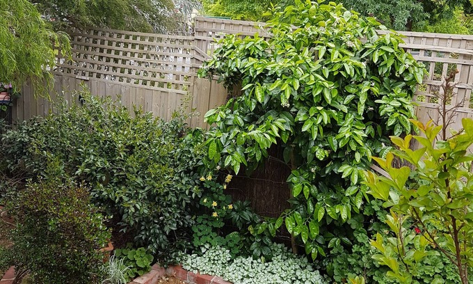 Healesville House | Healesville House - Fig Tree House