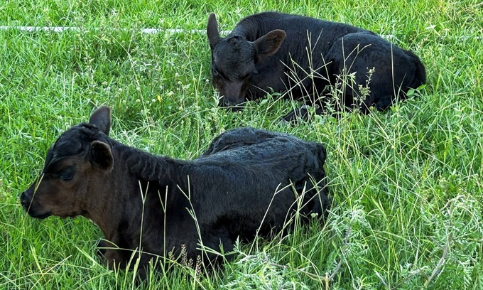 Dade City Other | Horsing Around In the country