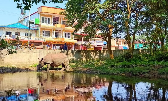 Sauraha House | Hotel Rhinoceros-Homestay