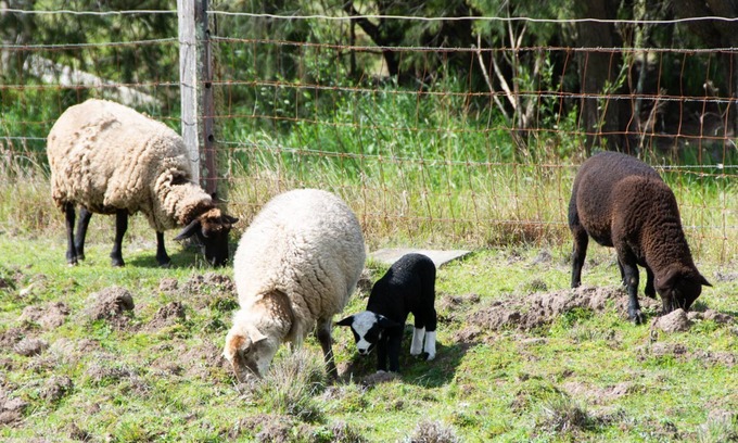 Quorrobolong Other | Hunter Valley Luxury Farm Stay with Stunning Mountain Vistas