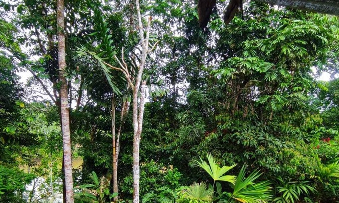 Misahualli Cabin | Kallari Lookout