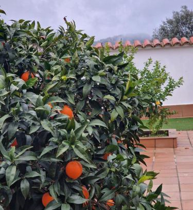 Zafra Old Town Apartment | La casa del patio ATBA00260