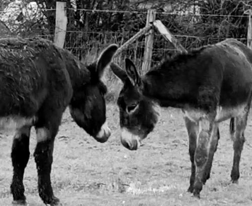 Thieffrain House | La Ferme De La Bete Noire