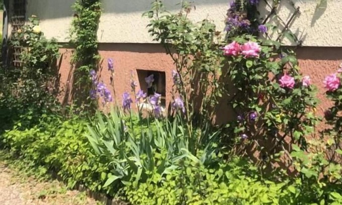 Drachenbronn House | La Maison Des Roses