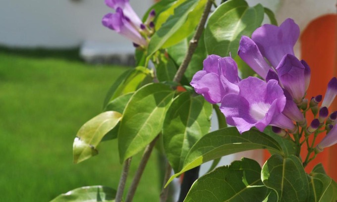 Okinawa Bed & Breakfast | La Passione Boutique B&B