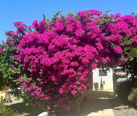 Arboleas House | Lavender Lodge Almeria