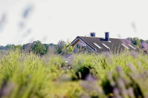 Gratiskes Other | Lavender Village