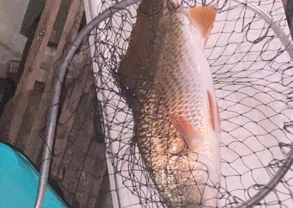Gautier Other | Legend oaks sportsman package