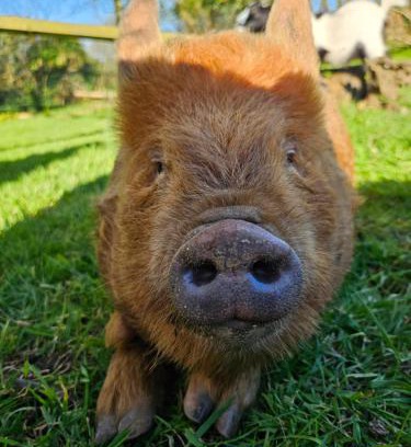 Gouezec House | Les gites de koatephani et ses animaux