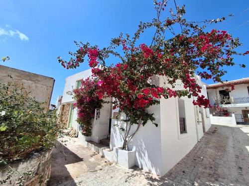 Palekastro Apartment | LILIUM HOUSE PALEKASTRO