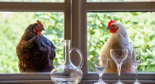 Loose Hotel | Lindenhof ChezArtistes