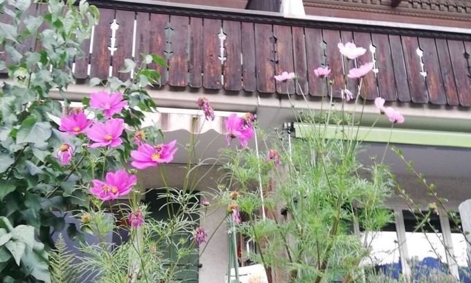 Lenk Apartment | Lovely apartment for 6 people with TV, balcony, pets allowed and parking