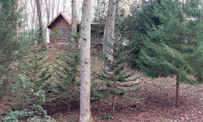 Waynesville Cabin | Moose Crossing Tall Woods Cabin, number 3