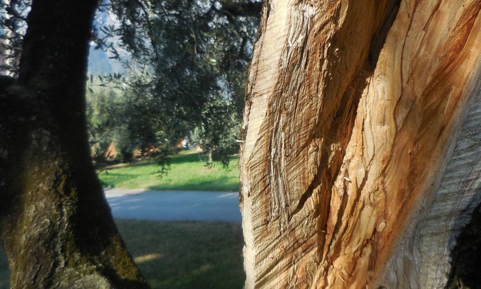 Riva del Garda Apartment | Olive Tree House- Vacation Rentals