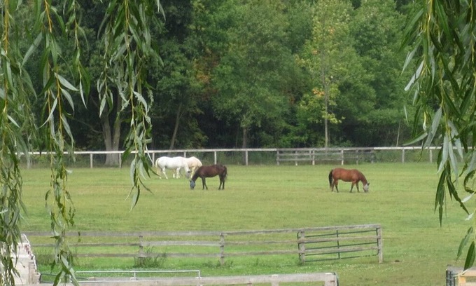 Adjala-Tosorontio House | Peaceful Retreat on Horse Farm that welcomes dogs!