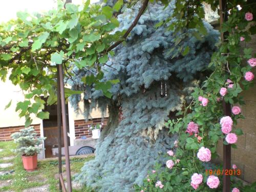 Strasnice House | pension Kalik