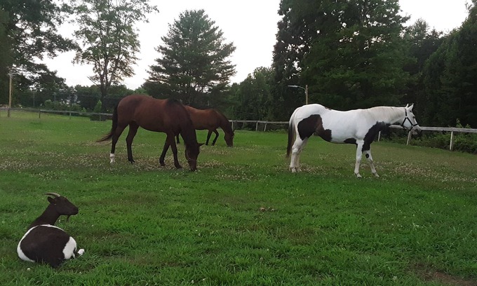 Morganton Other | Quiet, private, whole house, 4 bedroom, 2 bath, horse farm retreat. 2000 sq ft.