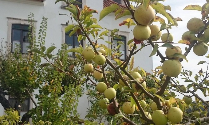 Cacia Bed & Breakfast | Quinta da Vila Francelina