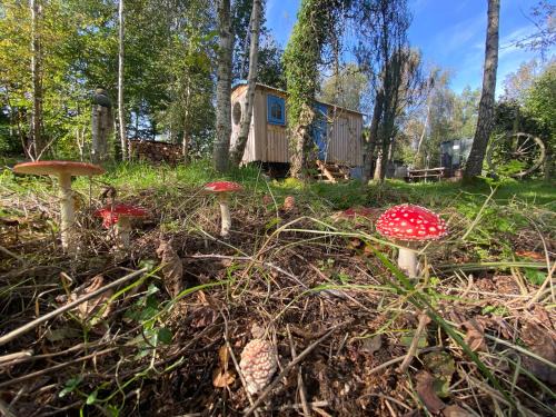 Picklescott Ski Chalet | Sapphire forest garden shepherd’s hut