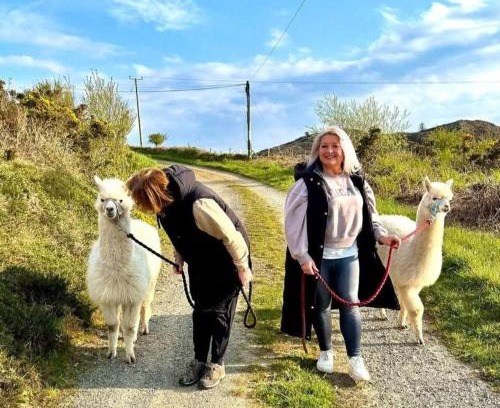 Llanerchymedd House | Short & Sweet Alpaca Retreat