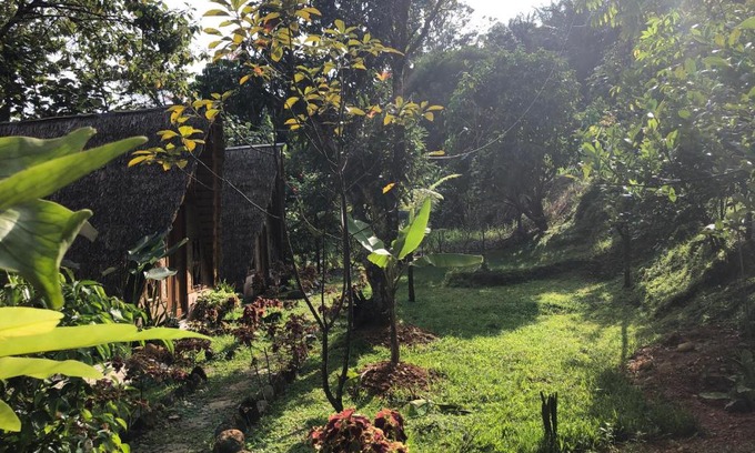 Bukit Lawang House | Sumatra Thomas Leaf Monkey Guesthouse & Jungle Trek