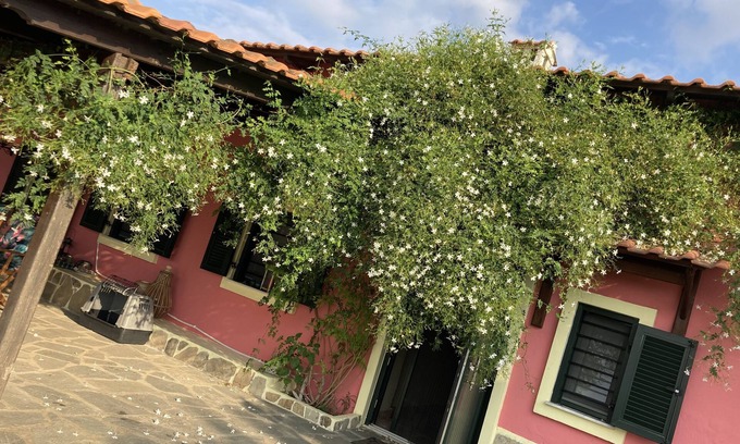 Kalivia Poliyirou House | Summer house surrounded by olive trees Halkidiki